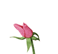 những bông hoa hình-ảnh-hoạt-hình-gif